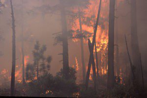 wild fire wildfire natural hazard natural disaster