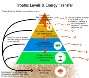 energy pyramid, pyramid of energy, biomass, ecosystem