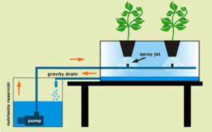aeroponic hydroponics, plants