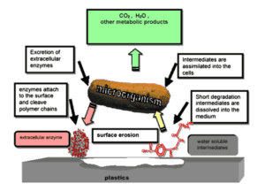 biodegradation plastic