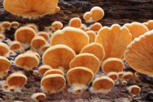 mushroom fungi bioremediation 
