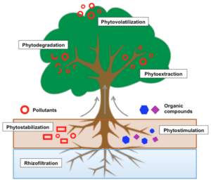 bioremediation phytoremediation plants contaminant pollution 