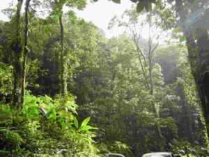 rainforest ecosystem ecology