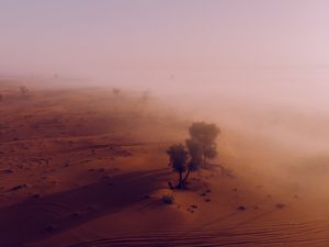 desert ecosystem biome ecology 