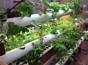 hydroponics soilless plant cultivation agriculture