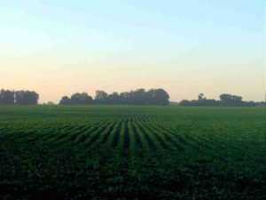 soybean crop rotation