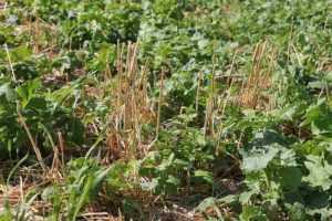 crop rotation , cover crops , reduce erosion