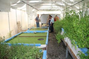 Practices of Sustainable Agriculture: Hydroponics and Aquaponics (Credit: Narek75 2017 .CC BY-SA 4.0.)