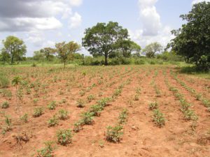 Soil Restoration Methods: Reforestation (Credit: USDA 2005)