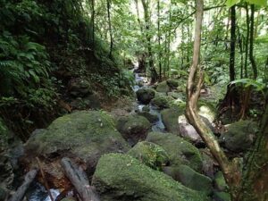 Types of Forest Ecosystem: Tropical Forest (Credit: Thorsten Schmidt 2017)