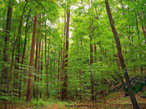 Types of Forest Ecosystem: Temperate Forest (Credit: Nicholas A. Tonelli 2007 .CC BY 2.0.)