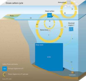 Carbon Sink Examples: Oceans (Credit: Ricardo Pravettoni 2009)