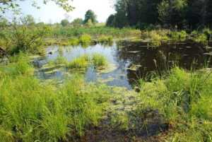 Carbon Sink Examples: Inland Wetlands (Credit: USFWSmidwest 2009 .CC BY 2.0.)