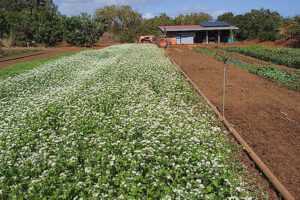 Cover Cropping Definition: Buckwheat as an Example of A Cover Crop (Credit: NRCS Pacific Islands Area 2022 .CC BY 2.0.)