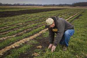 Examples of Cover Crops: Cereals (Credit: Mizzou CAFNR 2013 .CC BY-NC 2.0.)