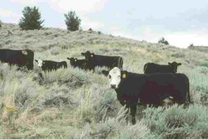 Principles of Conservation Agriculture: Biodynamic Livestock Farming (Credit: USDA NRCS 2010)