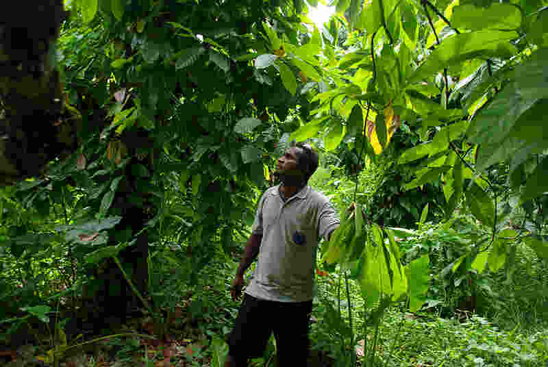 disadvantages of agroforestry