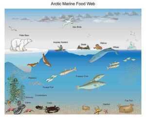 Energy Pyramid Examples: Arctic Marine Food Web as Illustration of Energy Pyramid Dynamics (Credit: NOAA 2014)