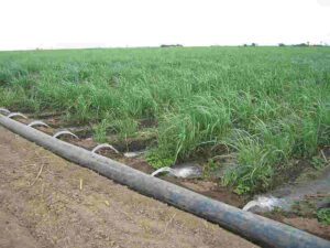 Sustainable Irrigation Methods: Surface Irrigation (Credit: HoraceG 2006 .CC BY-SA 3.0.)