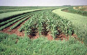 Agroecological Practices: Relay Intercropping (Credit: Oregon State University 2003 .CC BY-SA 2.0.)