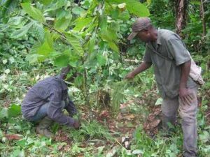 Agroecological Practices: Biodynamic Agroforestry (Credit: Trees ForTheFuture 2011 .CC BY 2.0.)