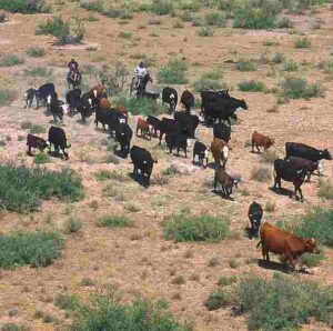 Overgrazing Definition: Unsustainable Livestock Agriculture as a Cause of Overgrazing (Credit: Ellmist 2002)