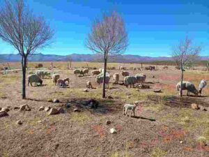 Overgrazing Effects: Desertification and Drought (Credit: Carlos Tolaba 2022 .CC BY-SA 4.0.)