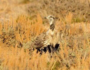 Animals in a Prairie Ecosystem: Camouflage as a Common Adaptation (Credit: USFWS Mountain-Prairie 2014 .CC BY 2.0.)