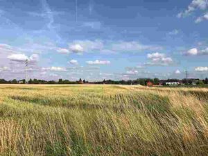 Prairie Examples: Great Hungarian Plain (Credit: Ebusoni 2017 .CC BY-SA 4.0.)