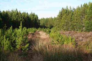 Silviculture Examples: Natural Regeneration (Credit: Anne Burgess 2007 .CC BY-SA 2.0.)