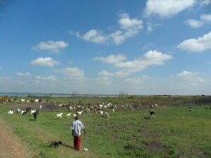Solutions to Overgrazing: Sustainable Agricultural Practices (Credit: SuSanA Secretariat 2011 .CC BY 2.0.)