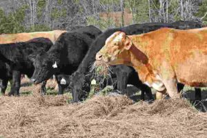 Solutions to Overgrazing: Forage Supplementation or Substitution (Credit: Alabama Extension 2016 .CC0 1.0.)