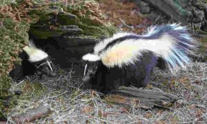 Animals of Temperate Grasslands: Skunk (Credit: http://www.birdphotos.com 2008 .CC BY 3.0.)