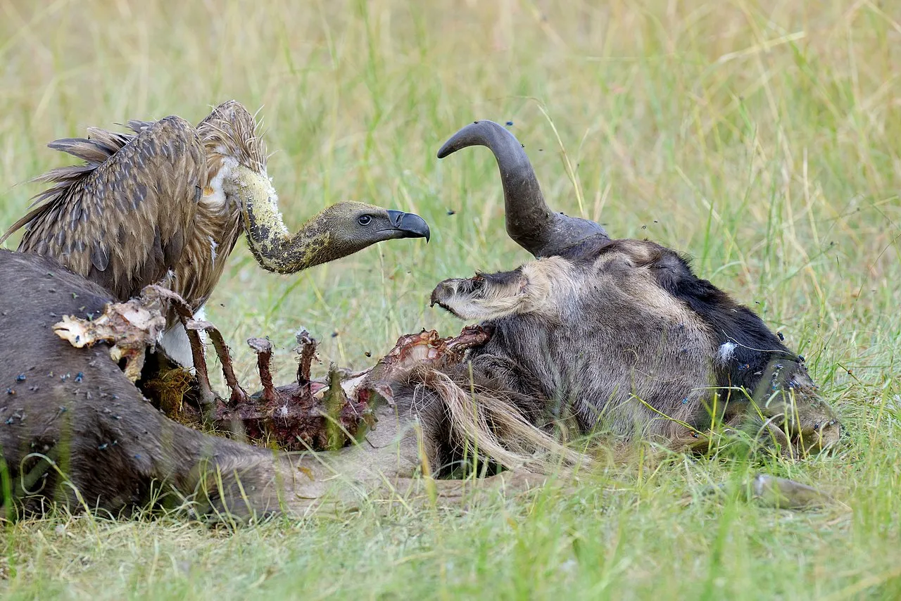 Are Vultures Scavengers? Vulture Food Chain Position and Role