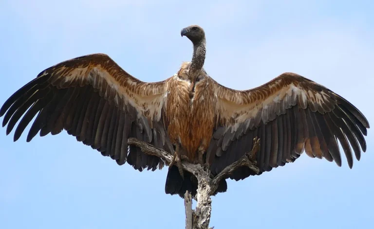African Vultures Facts, Characteristics, Full Description