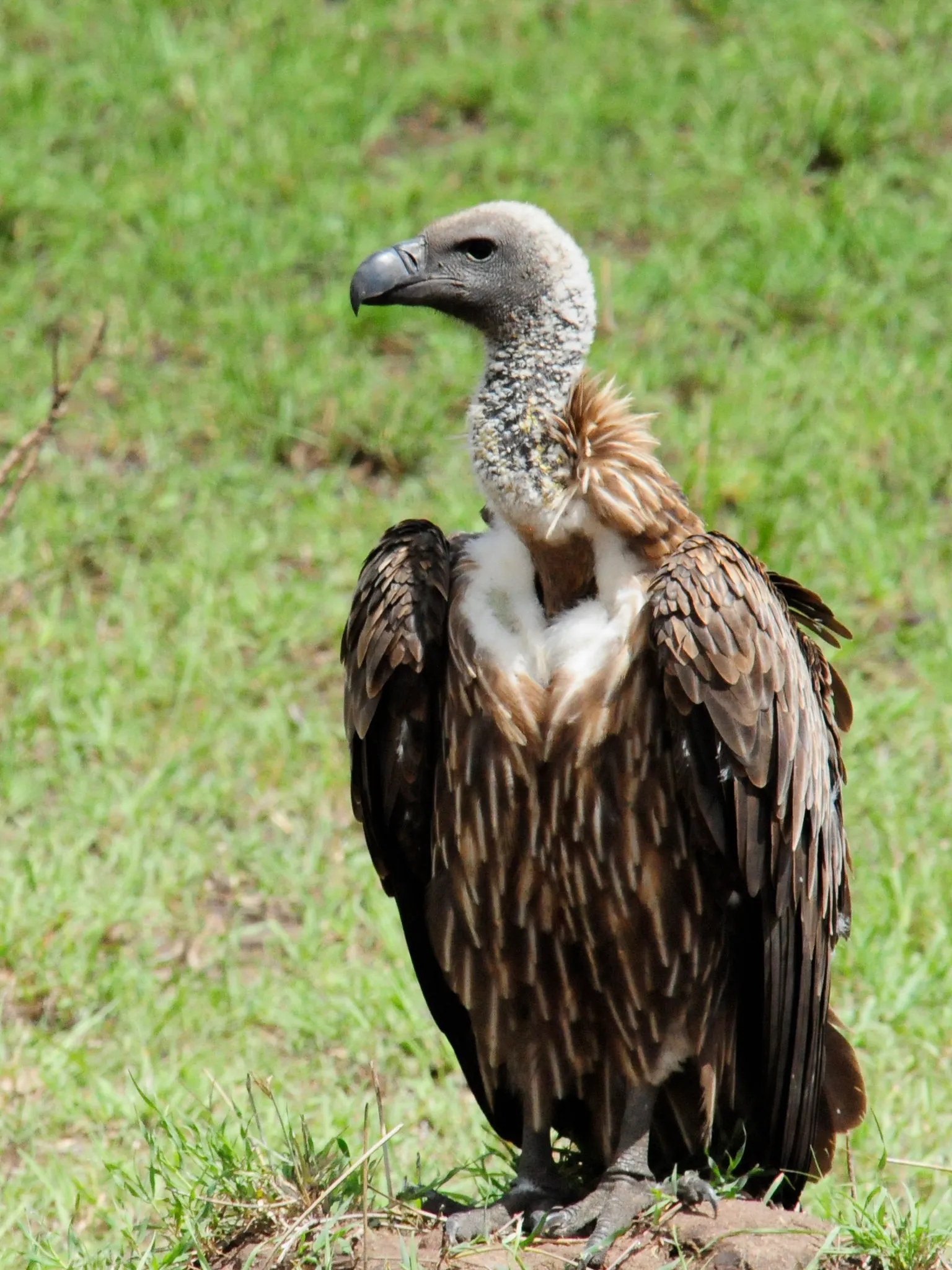 African Vultures Facts