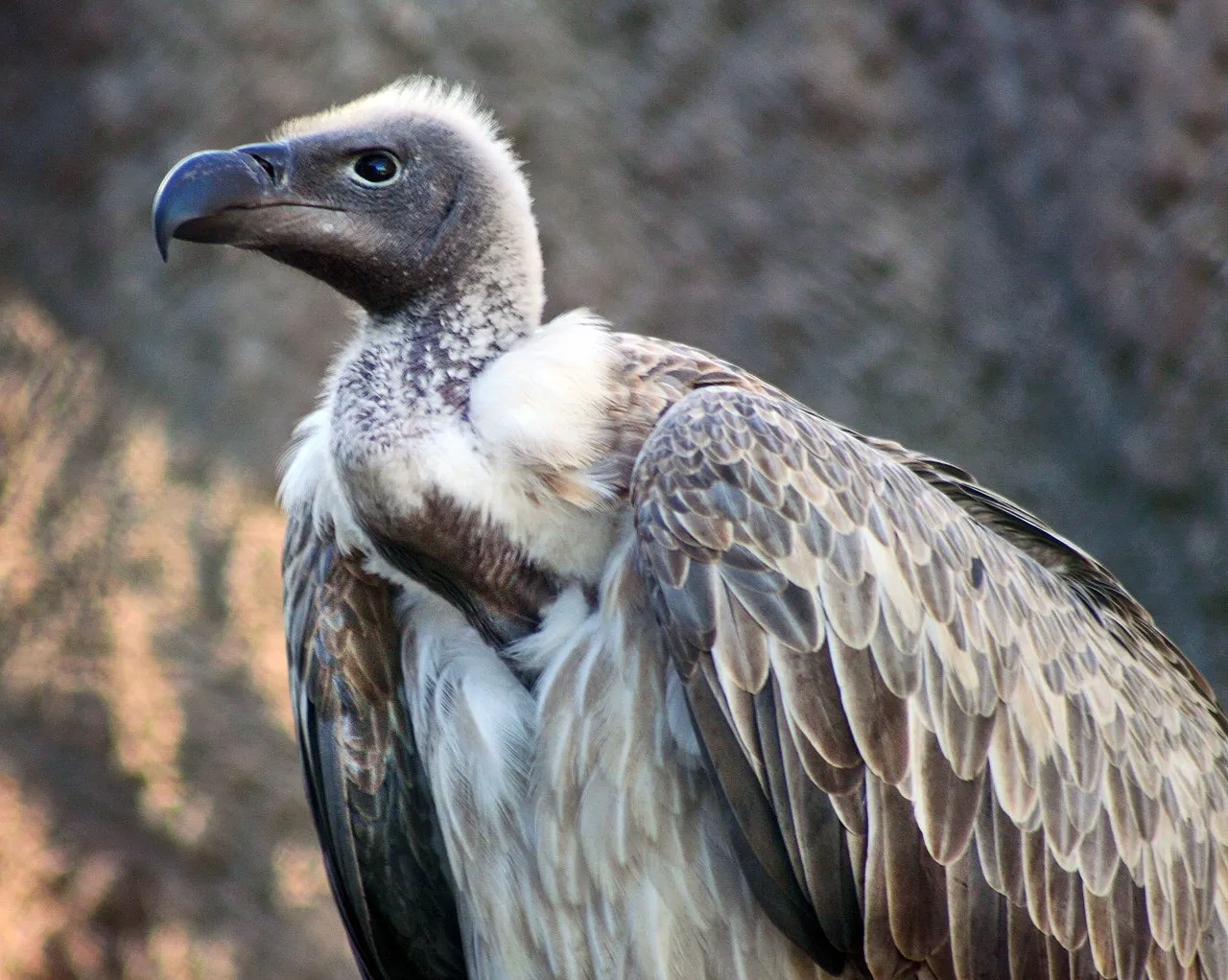 African Vultures Facts