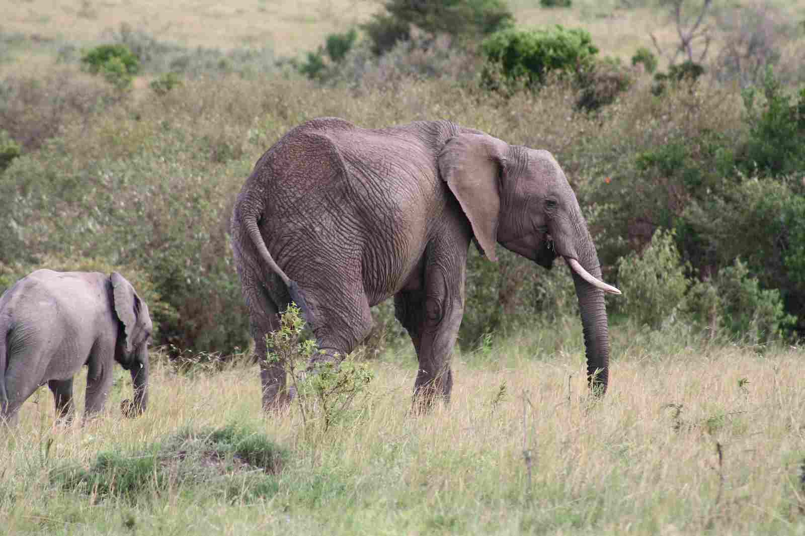 African Elephant Vs Asian Elephant: When Undisturbed, the African Elephant is Not Aggressive or Dangerous (Credit: shankar s. 2010, Uploaded Online 2012 .CC BY 2.0.)