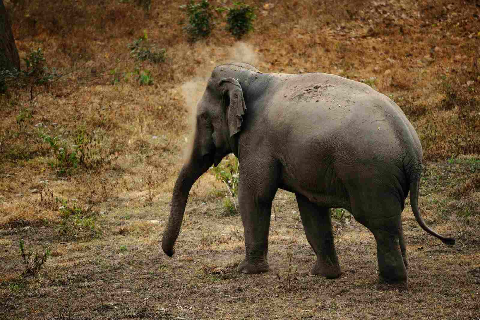 African Elephant Vs Asian Elephant: Habitat Degradation is a Problem Affecting All Elephant Species (Credit: tontantravel 2014 .CC BY-SA 2.0.)