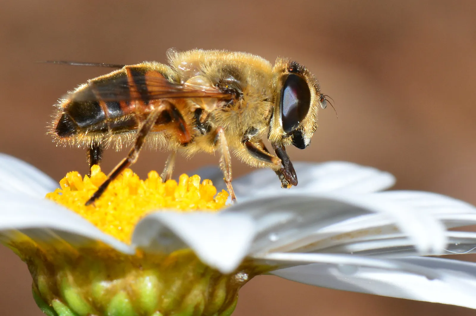 Are Bees Herbivores? Bee Food Chain Position and Role