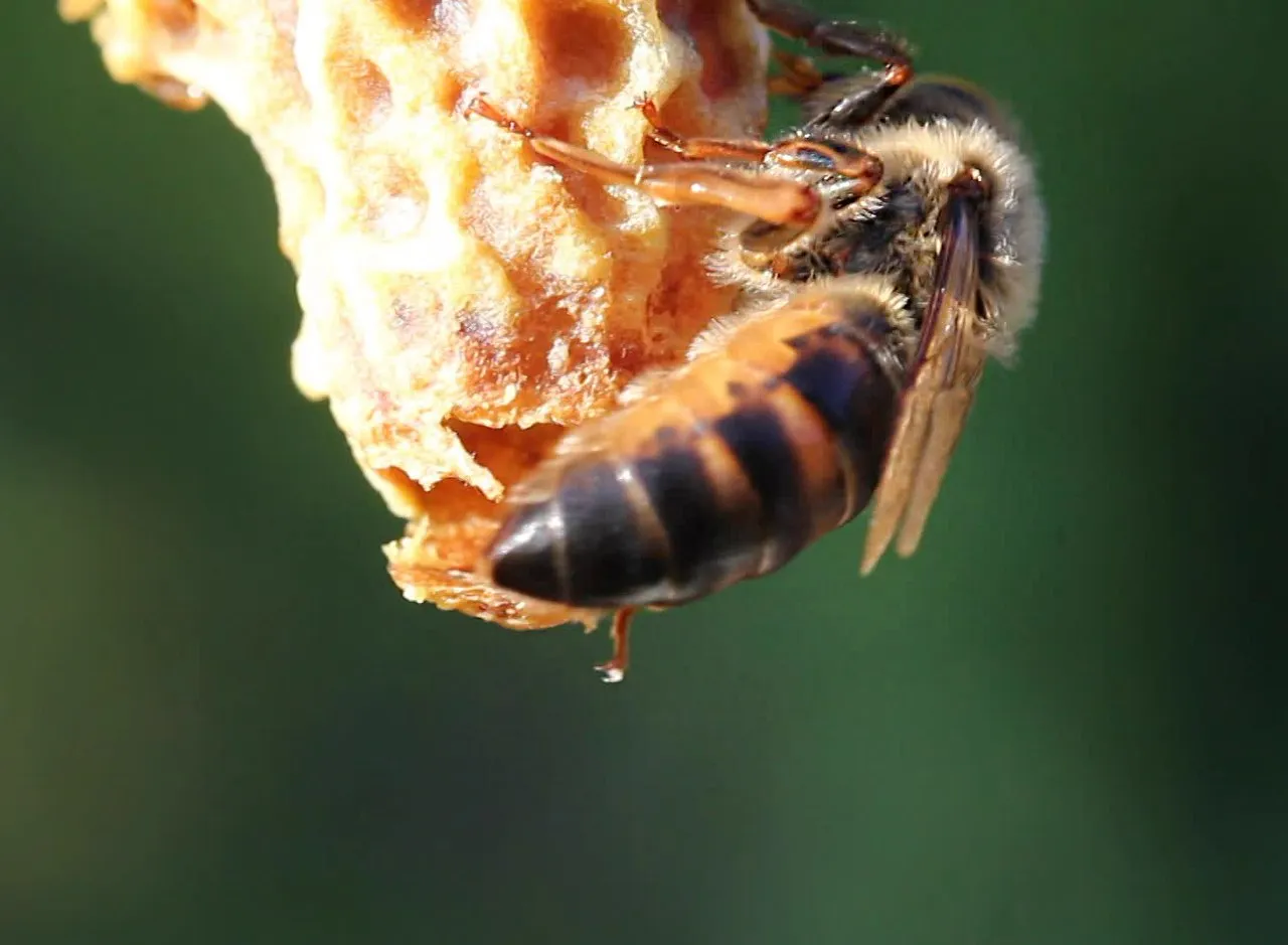 Are Bees Herbivores? Bee Food Chain Position and Role
