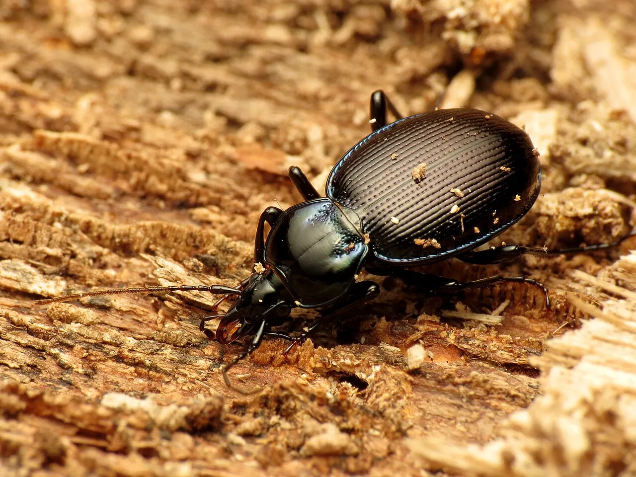 Are Beetles Consumers? Beetle Food Chain Position and Role