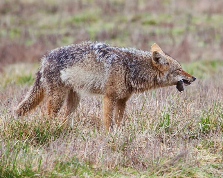 Are Coyotes Apex Predators? Coyote Food Chain Position and Role