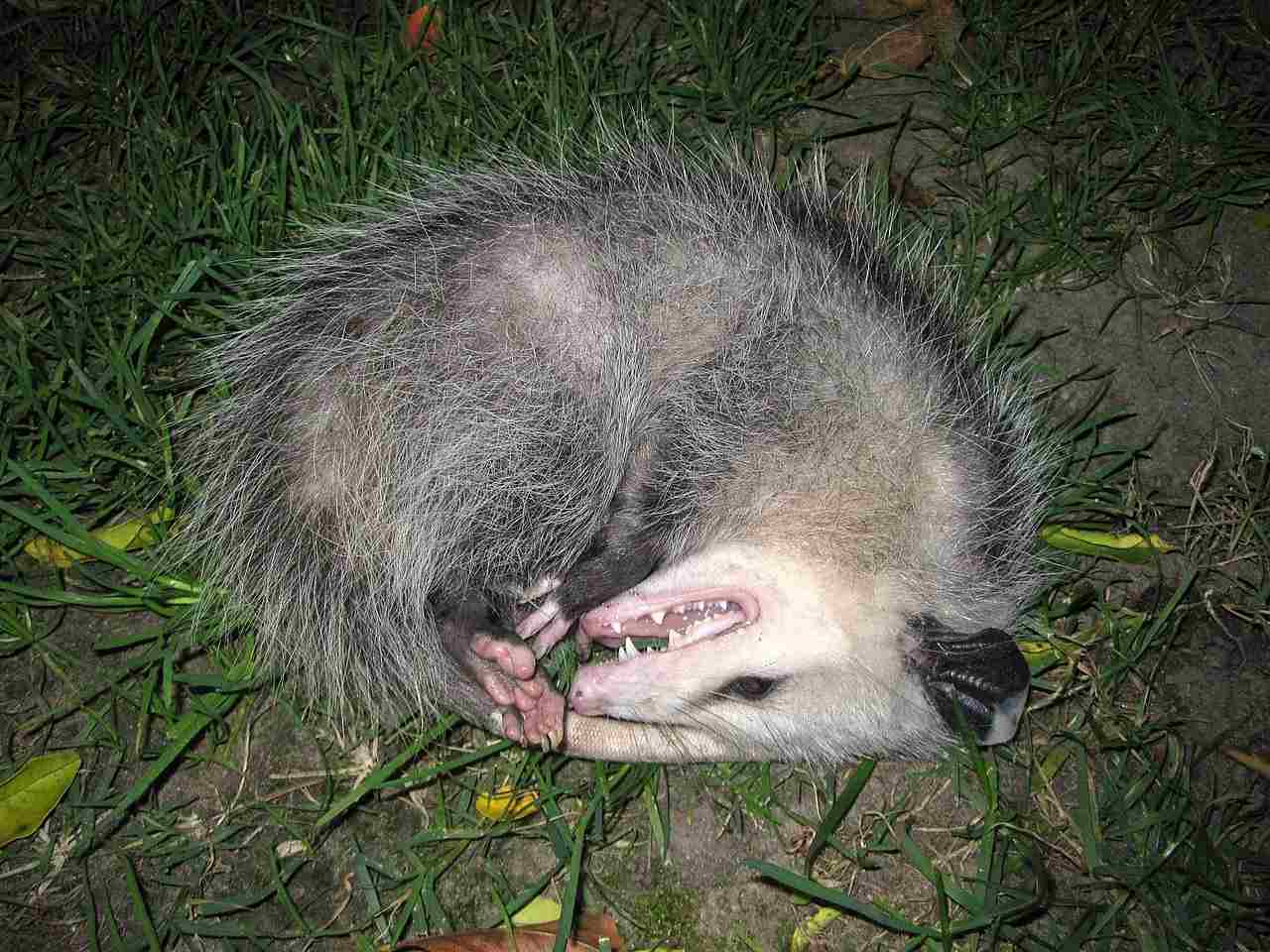 australian possum vs american opossum