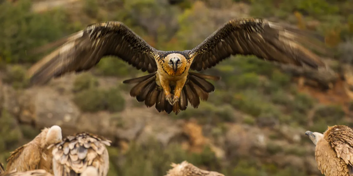 bearded vulture facts