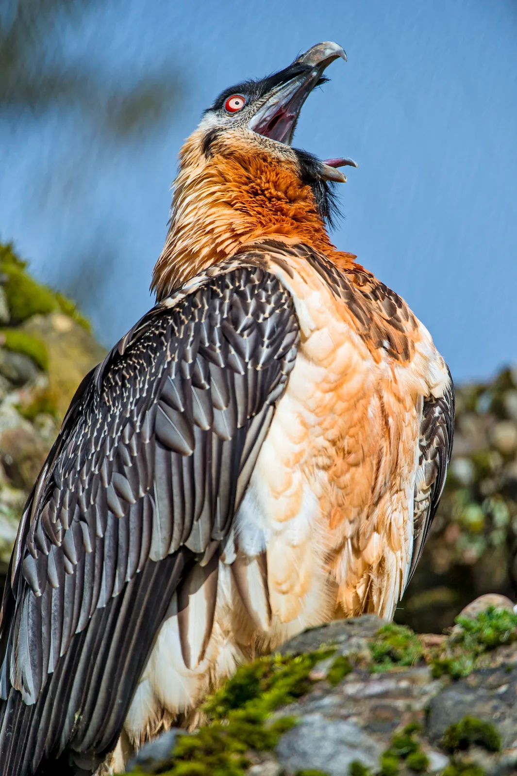 Bearded Vulture Facts