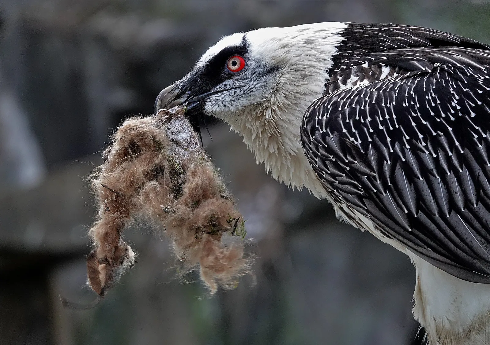 Bearded Vulture Facts