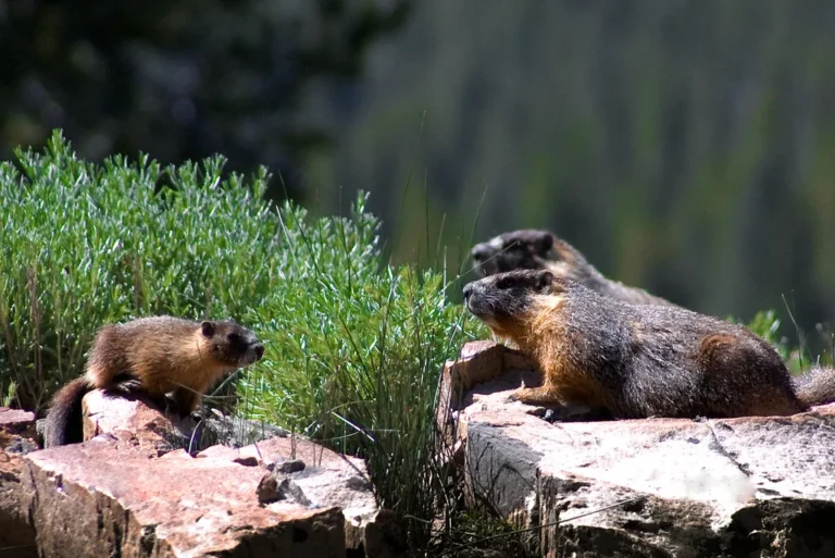 Beaver Vs Marmot Size, Weight, Overall Comparison