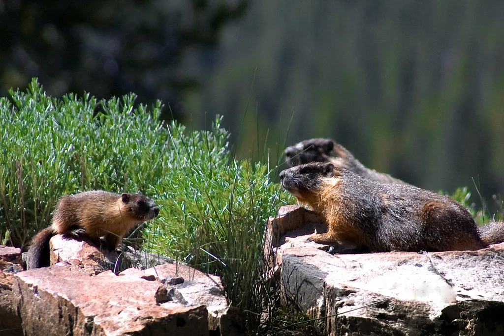 Beaver Vs Marmot Size
