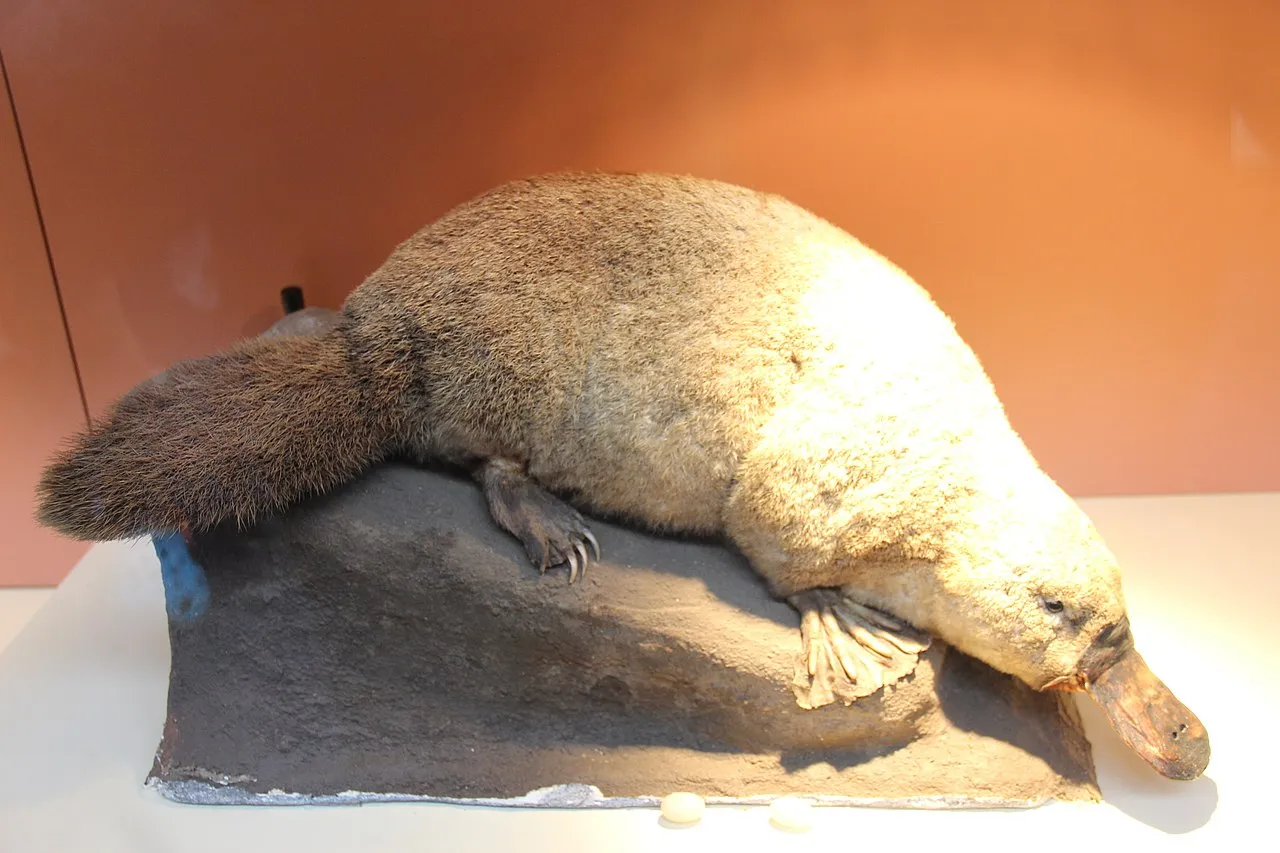 Beaver Vs Platypus Size